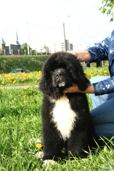 Фото: ньюфаундленд Piternyuf Zhguchiy Potseluy (Питерньюф Жгучий Поцелуй)