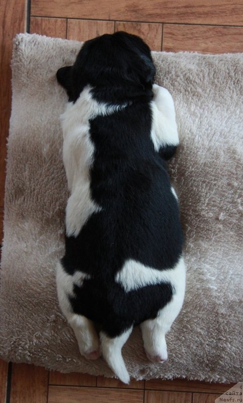 Фото: ньюфаундленд Akvian Song Montana (Аквиан Сонг Монтана)