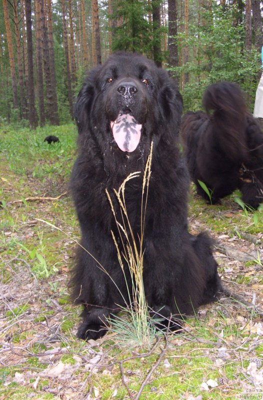 Фото: ньюфаундленд Lesnaya Skazka Lunnaya Sonata (Лесная Сказка Лунная Соната)