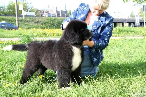 Фото: ньюфаундленд Piternyuf Zhguchiy Potseluy (Питерньюф Жгучий Поцелуй)