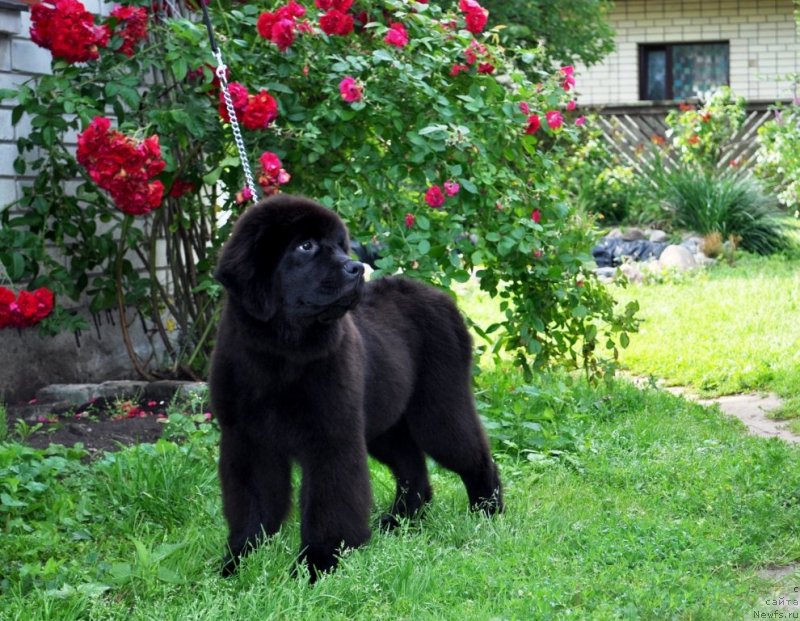 Фото: ньюфаундленд Chudo Choice Zvezdnyj Dar s Berega Dona (Чудо Чойс Звездного Дара с Берега Дона)