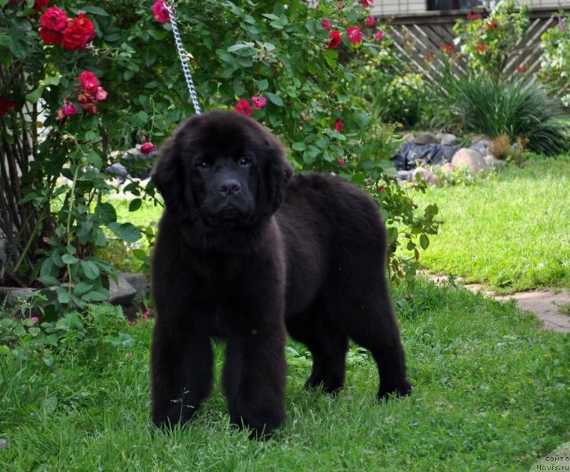 Фото: ньюфаундленд Chudo Choice Zvezdnyj Dar s Berega Dona (Чудо Чойс Звездного Дара с Берега Дона)