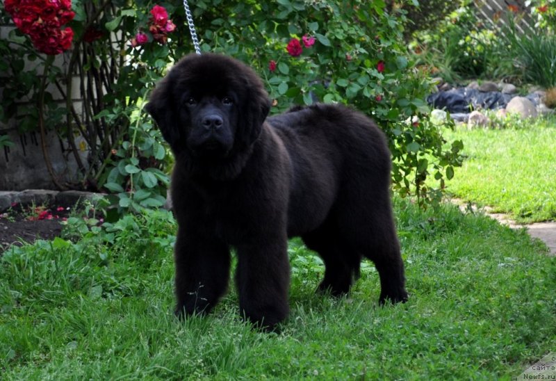Фото: ньюфаундленд Chudo Choice Zvezdnyj Dar s Berega Dona (Чудо Чойс Звездного Дара с Берега Дона)