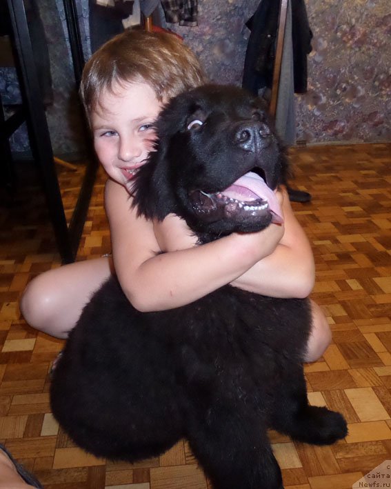 Фото: ньюфаундленд Chrezvychaynaya Chayn s Berega Dona (Чрезвычайная Чайн с Берега Дона)