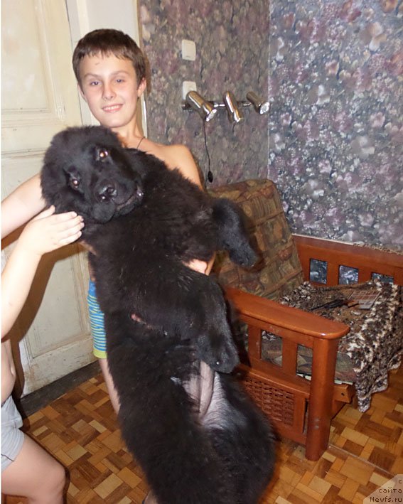 Фото: ньюфаундленд Chrezvychaynaya Chayn s Berega Dona (Чрезвычайная Чайн с Берега Дона)