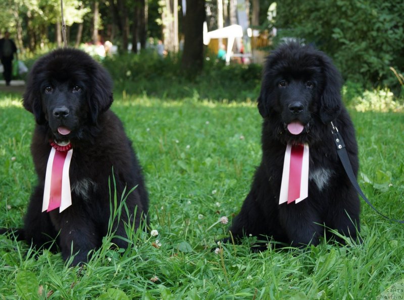 Фото: ньюфаундленд Piternyuf ICQ (Питерньюф ИСК), ньюфаундленд Piternyuf Interface (Питерньюф Интерфасе)