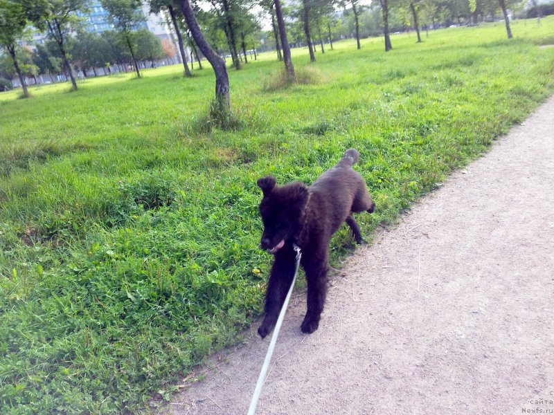 Фото: ньюфаундленд Beguschaya po Volnam Esperanto Etulo CHui (Бегущая по Волнам Есперанто Етуло Чуи)