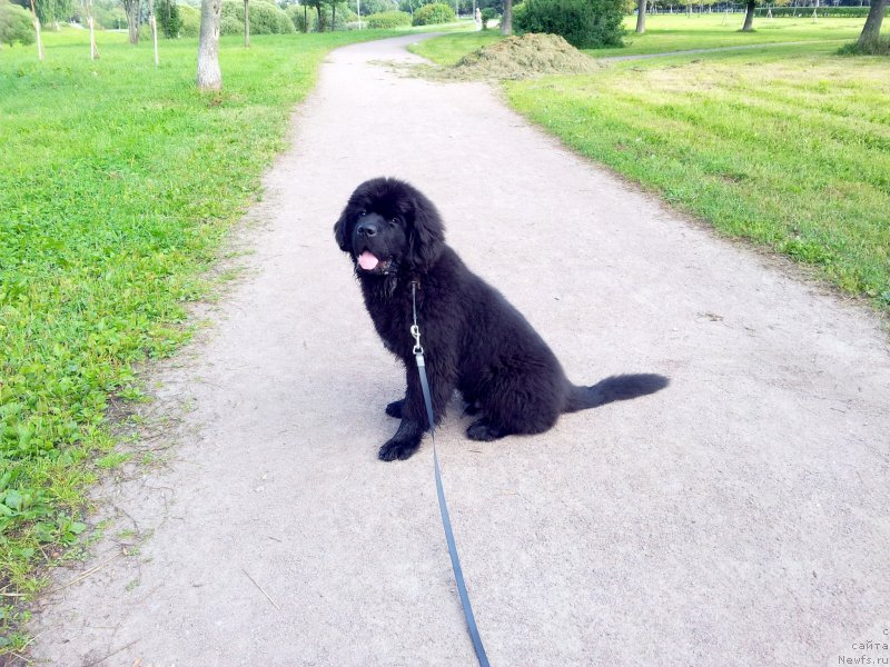 Фото: ньюфаундленд Beguschaya po Volnam Esperanto Etulo CHui (Бегущая по Волнам Есперанто Етуло Чуи)
