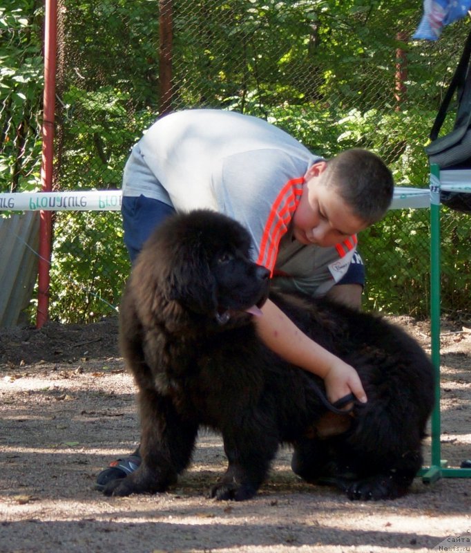 Фото: ньюфаундленд Piternyuf Internet (Питерньюф Интернет)