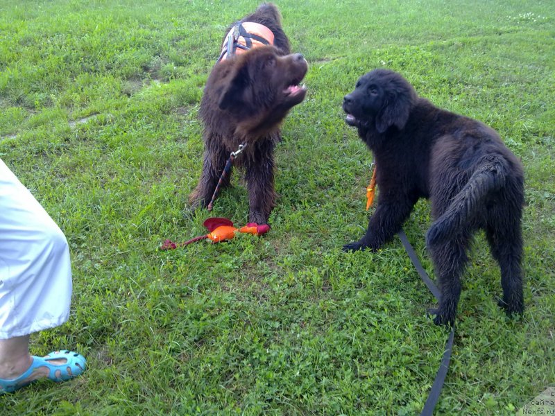 Фото: ньюфаундленд Ocharovashka s Berega Dona (Очаровашка с Берега Дона), ньюфаундленд Chernyj Chank s Berega Dona (Черный Чанк с Берега Дона)
