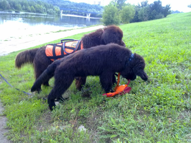 Фото: ньюфаундленд Chernyj Chank s Berega Dona (Черный Чанк с Берега Дона), ньюфаундленд Ocharovashka s Berega Dona (Очаровашка с Берега Дона)