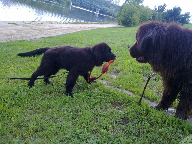 Фото: ньюфаундленд Ocharovashka s Berega Dona (Очаровашка с Берега Дона), ньюфаундленд Chernyj Chank s Berega Dona (Черный Чанк с Берега Дона)