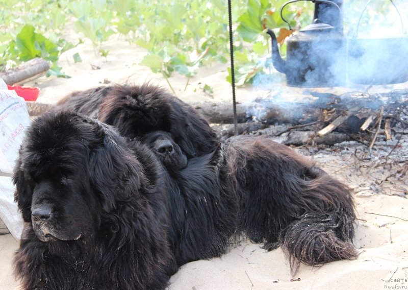 Фото: ньюфаундленд Akin Soul Sofiya (Акин Соул София), ньюфаундленд Baloven' Sud'byi (Баловень Судьбы)