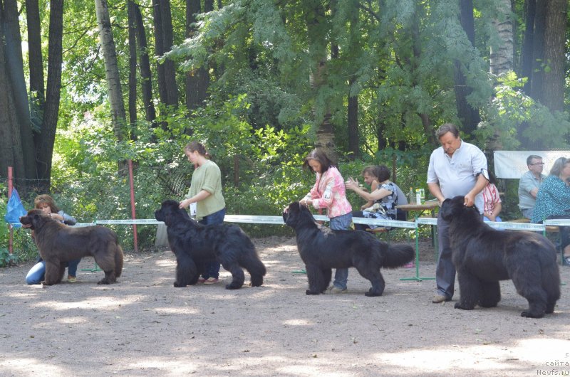 Фото: ньюфаундленд Aquatoriya Kelvin Heather Honey (Акватория Келвин Хизер Хани), ньюфаундленд Aquatoriya Kelvin Flash Royal (Акватория Келвин Флэш Ройал), ньюфаундленд Cayuga Mescalero, ньюфаундленд Beguschaya po Volnam Dancing Queen (Бегущая по Волнам Дансинг Квин)