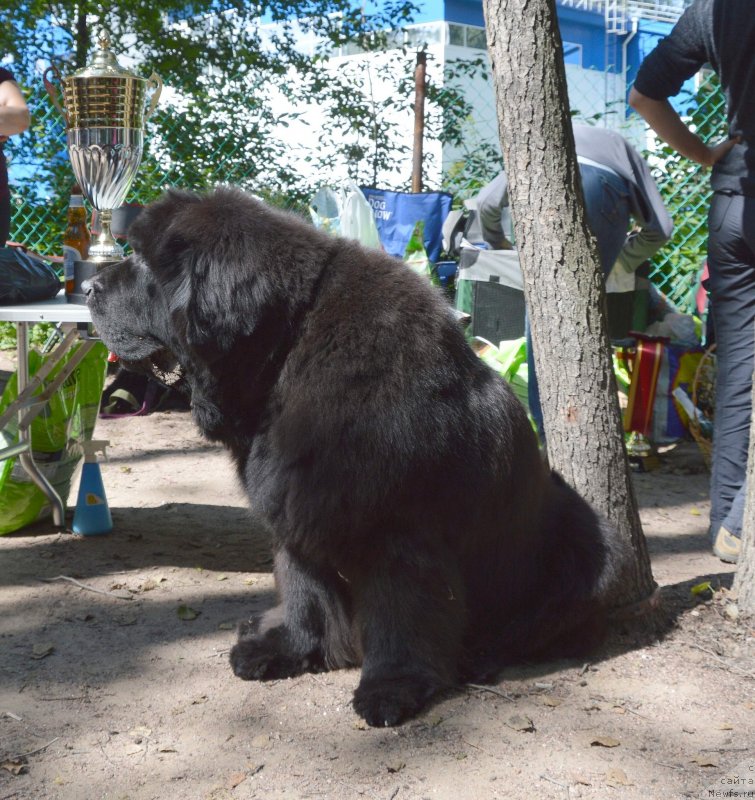 Фото: ньюфаундленд Cayuga Mescalero