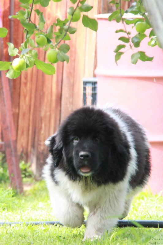 Фото: ньюфаундленд Akvian Song Kiss from Rouz (Аквиан Сонг Кисс Фром Роуз)