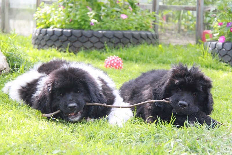 Фото: ньюфаундленд Akvian Song Kiss from Rouz (Аквиан Сонг Кисс Фром Роуз), и Моон Брук Варя.