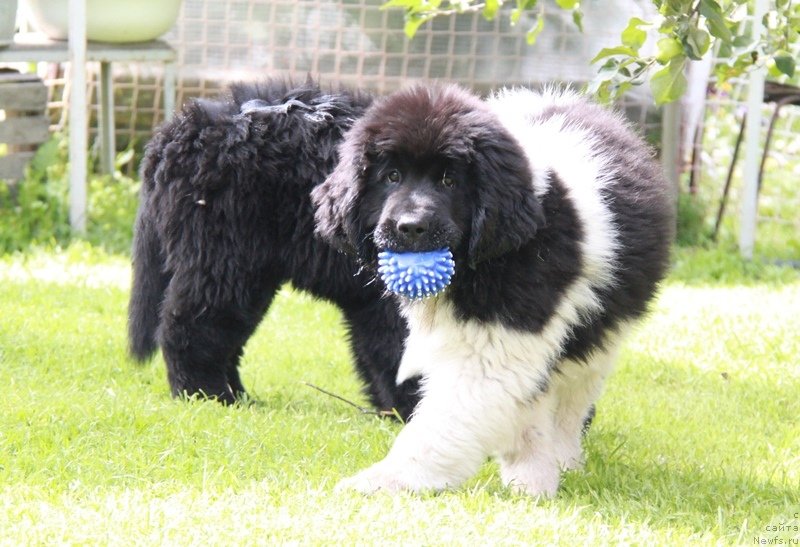 Фото: ньюфаундленд Akvian Song Kiss from Rouz (Аквиан Сонг Кисс Фром Роуз)