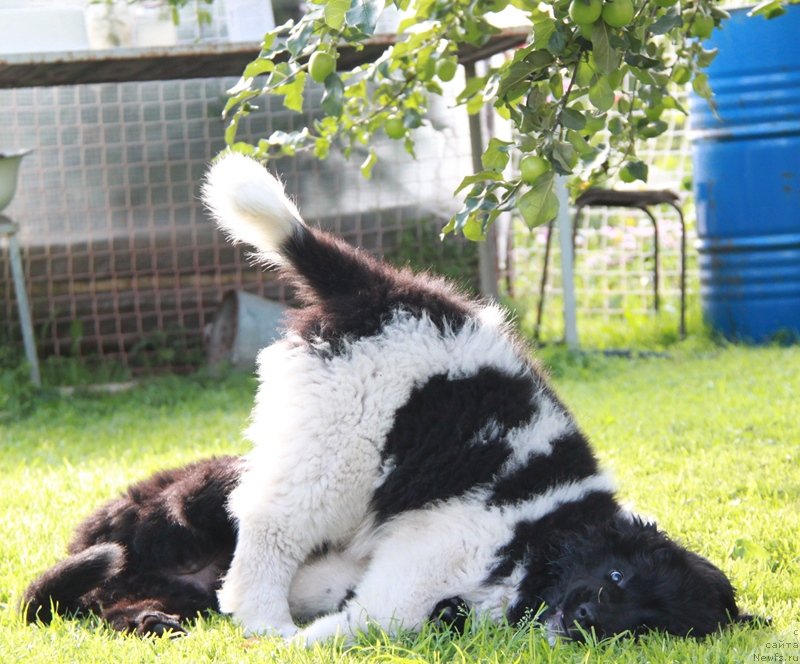Фото: ньюфаундленд Akvian Song Kiss from Rouz (Аквиан Сонг Кисс Фром Роуз), и Моон Брук В.