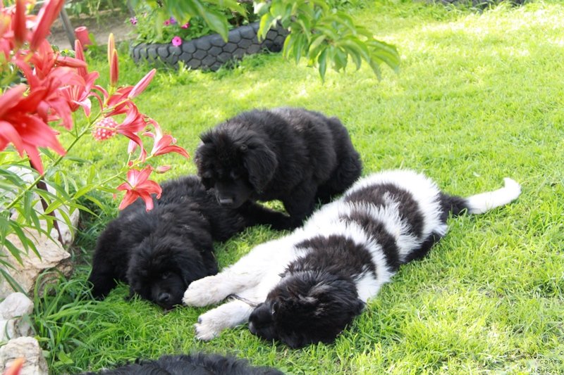 Фотография № 131766