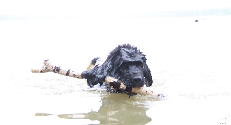 Фото: ньюфаундленд Akvian Song Kiss from Rouz (Аквиан Сонг Кисс Фром Роуз)