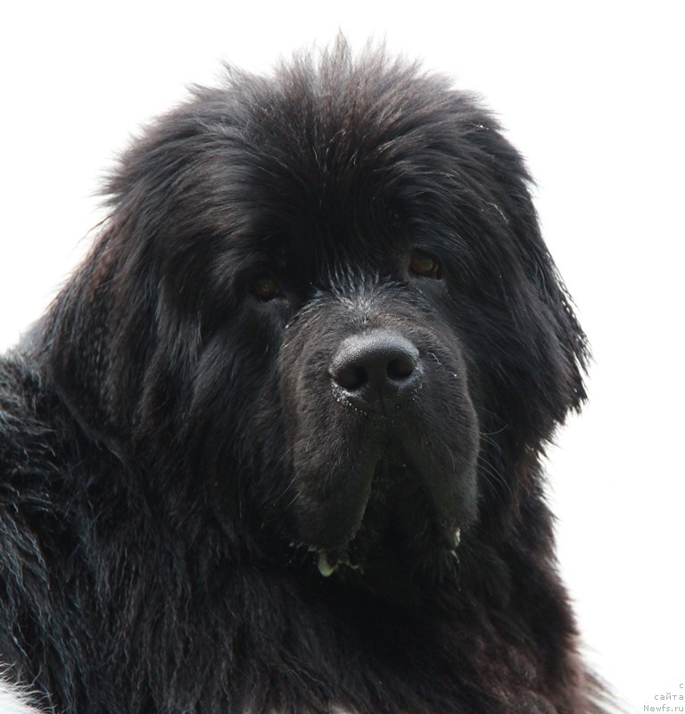 Фотография № 131772