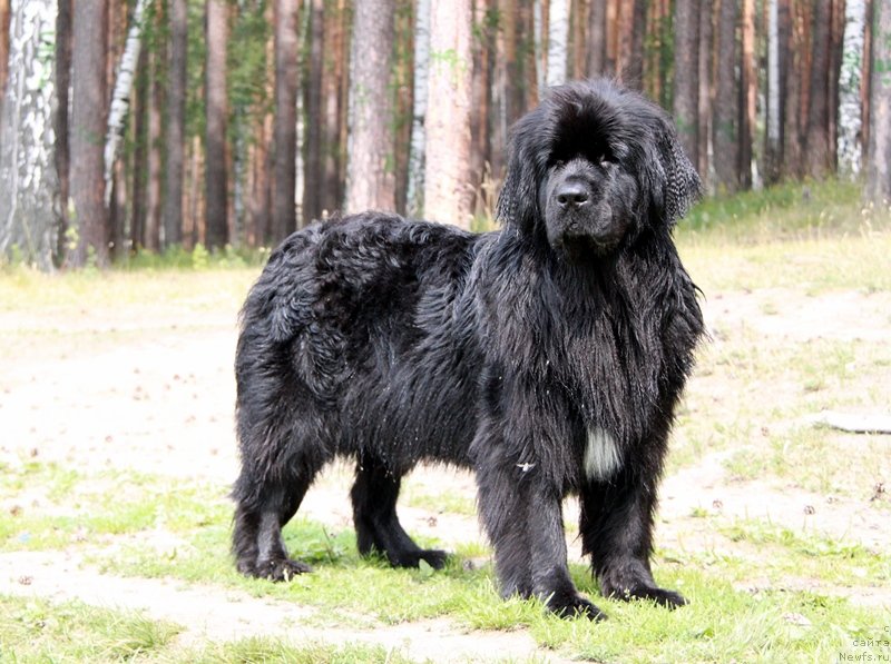 Фото: ньюфаундленд Bianka Vayt Pyerl (Бианка Вайт Пэрл)