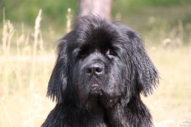 Фото: ньюфаундленд Bianka Vayt Pyerl (Бианка Вайт Пэрл)