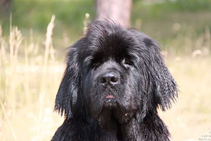 Фото: ньюфаундленд Bianka Vayt Pyerl (Бианка Вайт Пэрл)