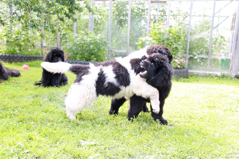 Фото: ньюфаундленд Akvian Song Kiss from Rouz (Аквиан Сонг Кисс Фром Роуз), и Моон Брук В.