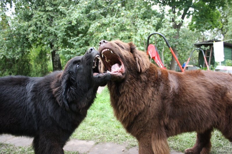 Фото: ньюфаундленд Chernyi Sharm Angel'skaya Krasota (Черный Шарм Ангельская Красота), ньюфаундленд Soul of Rouz Assia (Соул оф Роуз Ассиа)