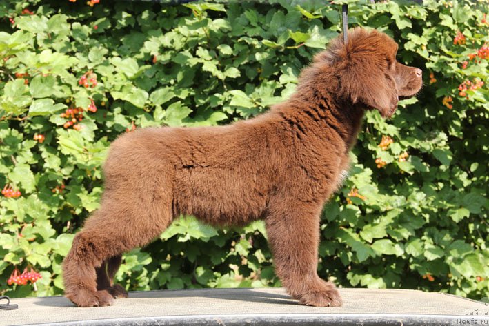 Фото: ньюфаундленд SHardone s Berega Dona (Шардоне с Берега Дона)