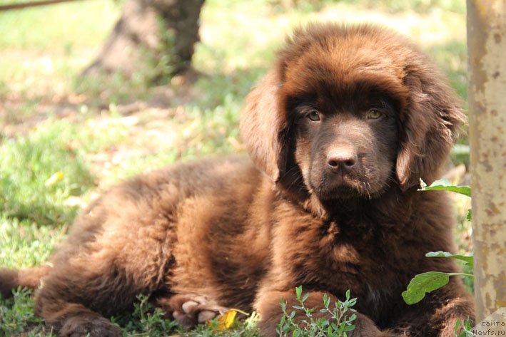 Фото: ньюфаундленд SHardone s Berega Dona (Шардоне с Берега Дона)