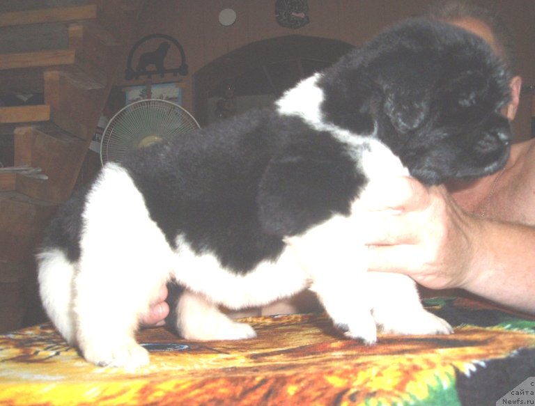 Фото: ньюфаундленд N'yufort Magiya Lyubvi (Ньюфорт Магия Любви)