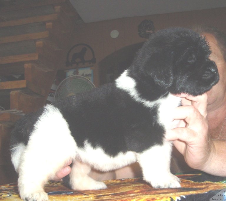 Фото: ньюфаундленд N'yufort Magiya Lyubvi (Ньюфорт Магия Любви)