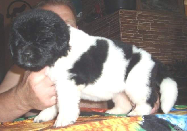 Фото: ньюфаундленд N'yufort Magiya Lyubvi (Ньюфорт Магия Любви)