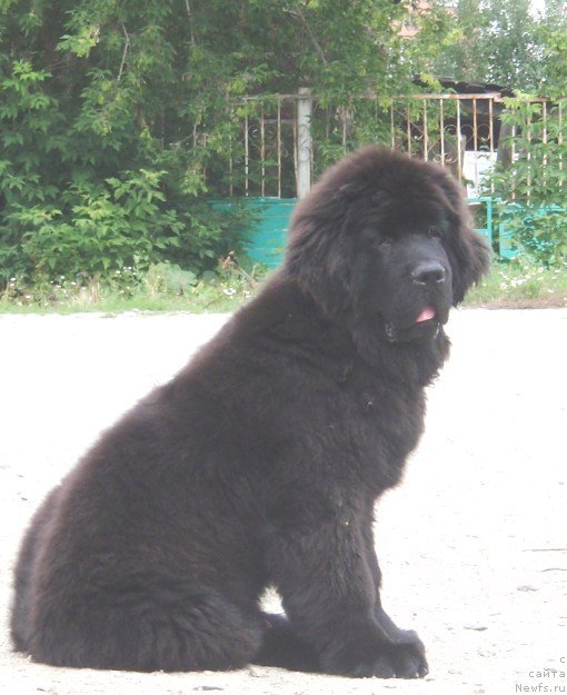 Фото: ньюфаундленд N'yufort SHelkovyiy Briz (Ньюфорт Шелковый Бриз)
