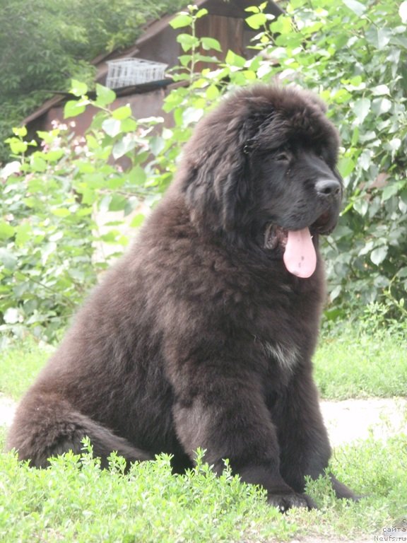 Фото: ньюфаундленд Vin Dizel' dlya N'yufort (Вин Дизель для Ньюфорт)