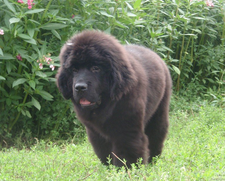 Фото: ньюфаундленд Vin Dizel' dlya N'yufort (Вин Дизель для Ньюфорт)