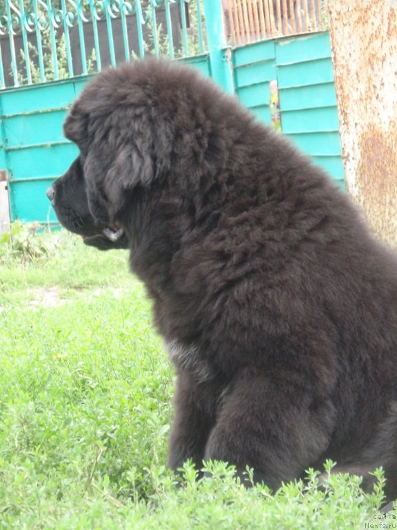 Фото: ньюфаундленд Vin Dizel' dlya N'yufort (Вин Дизель для Ньюфорт)