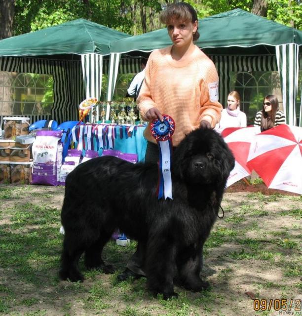 Фото: ньюфаундленд Knyaz Dodon s Berega Dona (Князь Додон с Берега Дона)