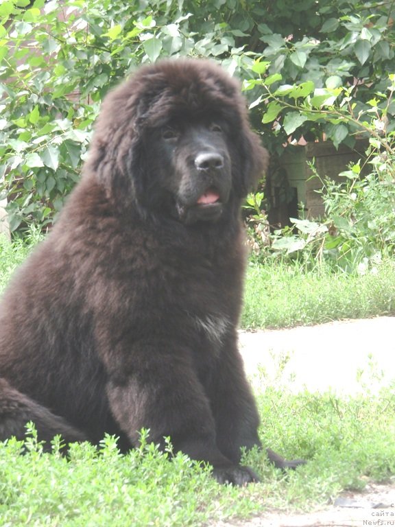 Фото: ньюфаундленд Vin Dizel' dlya N'yufort (Вин Дизель для Ньюфорт)