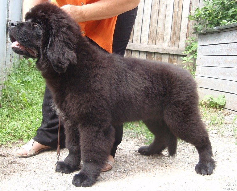 Фото: ньюфаундленд Vin Dizel' dlya N'yufort (Вин Дизель для Ньюфорт)