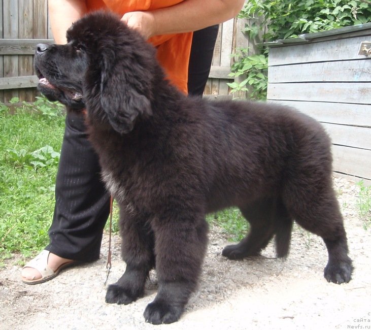 Фото: ньюфаундленд Vin Dizel' dlya N'yufort (Вин Дизель для Ньюфорт)