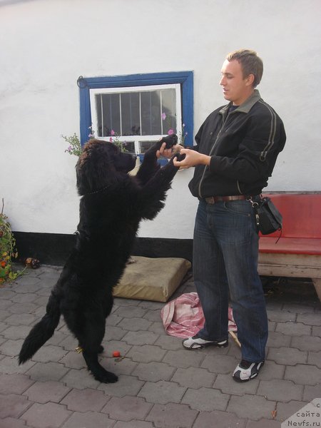 Фото: Maksim Poltarak (Максим Полтарак), ньюфаундленд Londonskiy Dendi (Лондонский Денди)