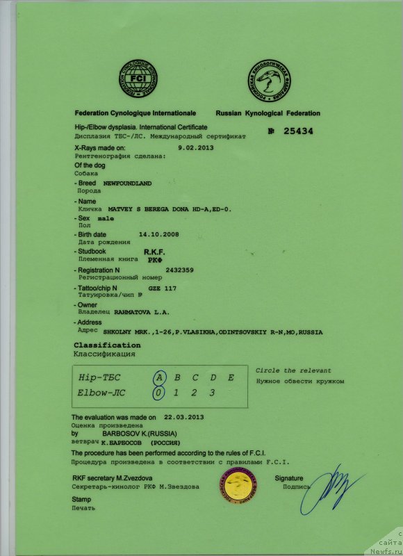 Фото: ньюфаундленд Matvey s Berega Dona (Матвей с Берега Дона)