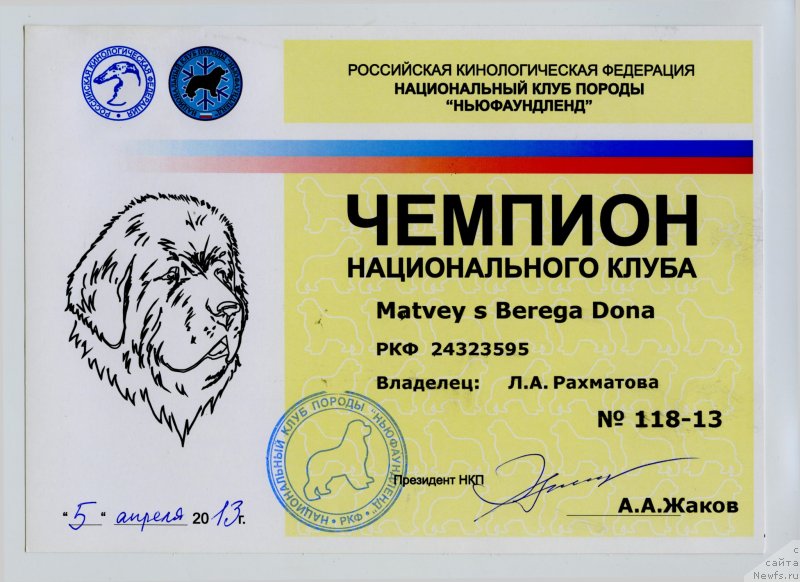 Фото: ньюфаундленд Matvey s Berega Dona (Матвей с Берега Дона)