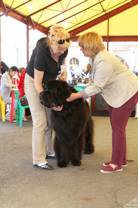 Фото: ньюфаундленд Very Fairweathers X'Got The Rhythm