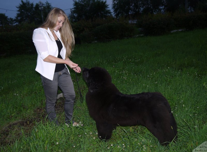 Фото: ньюфаундленд Akvatoriya Kelvin SHedevr (Акватория Келвин Шедевр)