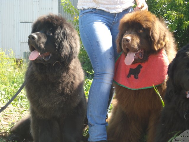 Фото: ньюфаундленд CHezare Amore Mio (Чезаре Аморе Мио), ньюфаундленд Argonavt iz Arkaima (Аргонавт из Аркаима)